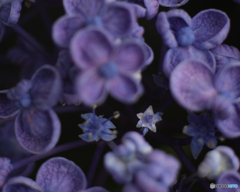 星くん〔紫の花8〕