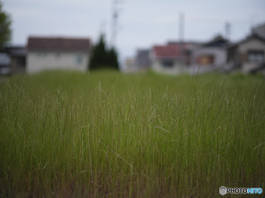 ツァイス散歩 ~135mm~