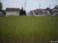 ツァイス散歩 ~135mm~