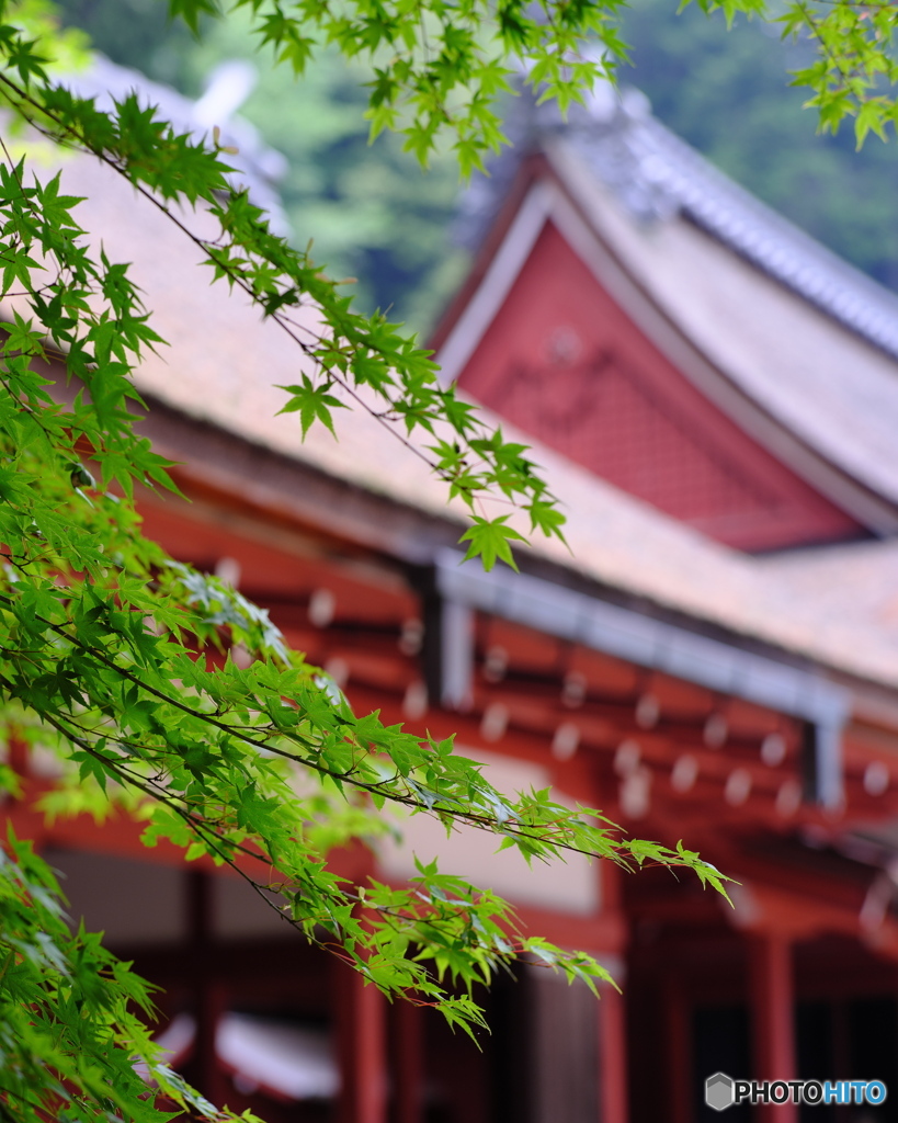 長命寺の青紅葉