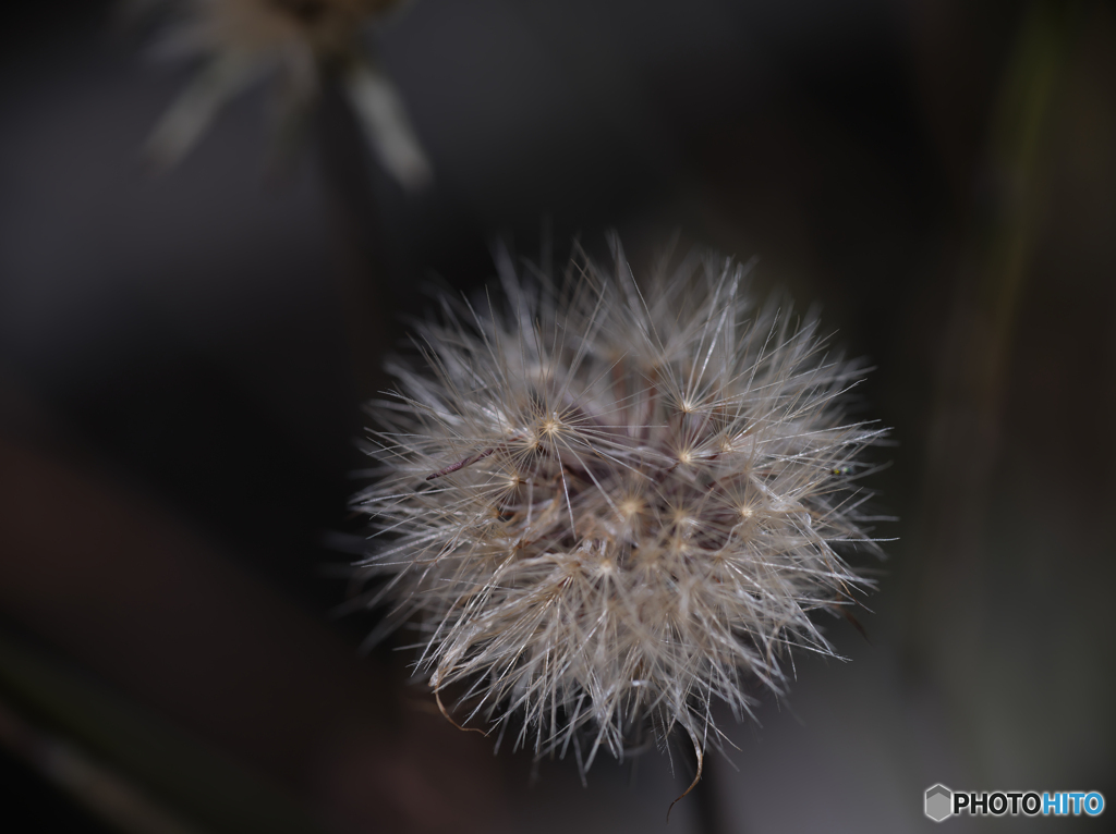 道端ゴールデン花火