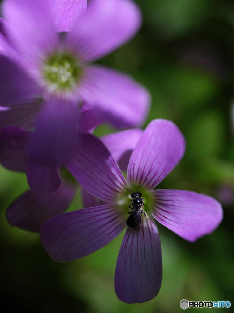 紫の花6