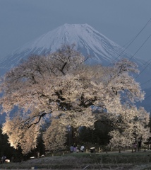 わに塚の一本桜と富士山