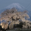 わに塚の一本桜と富士山