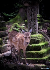 換毛の季節