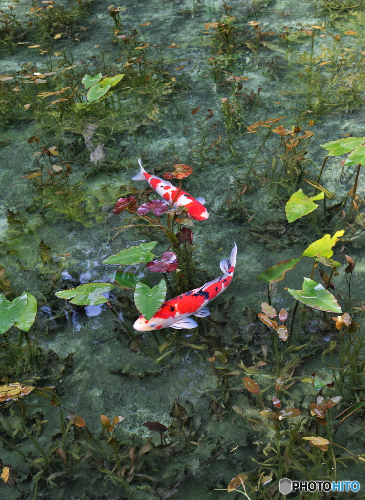 名もなき池の鯉