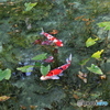 名もなき池の鯉
