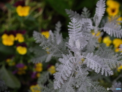 snow leaf