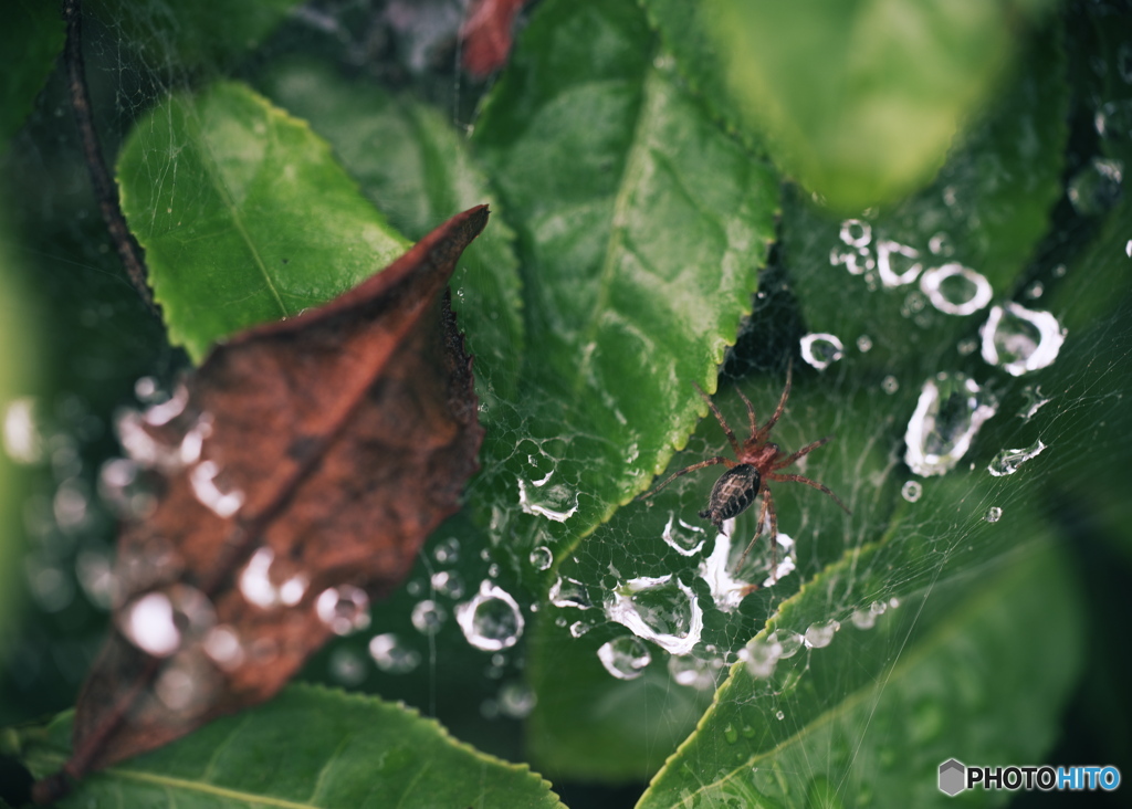 雨上がり