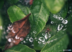 雨上がり