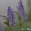 草藤(紫の花7)