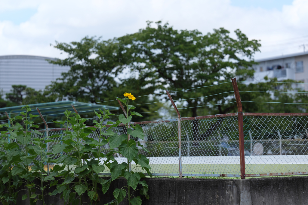 『 夏休み 児童泳げぬ 校内プール 』