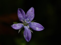 紫の花８