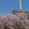 謝恩塔の下の桜の下で