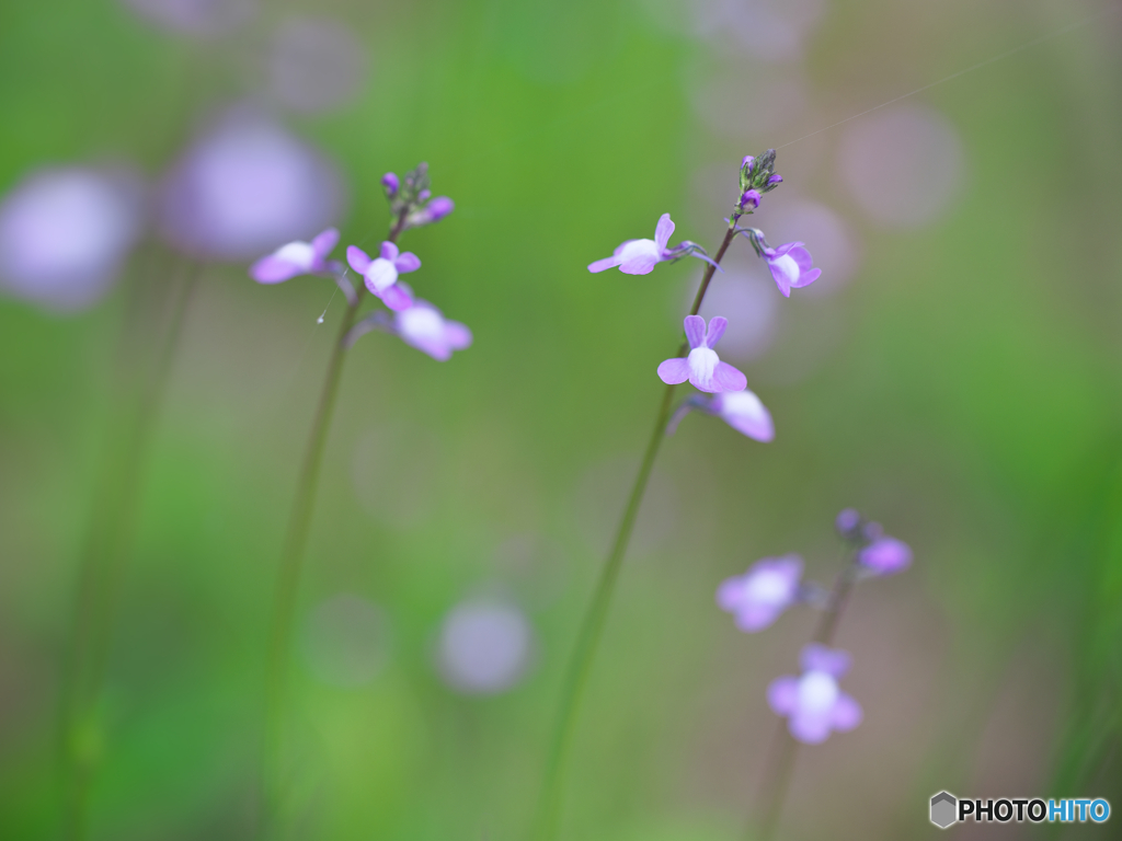 紫の花３