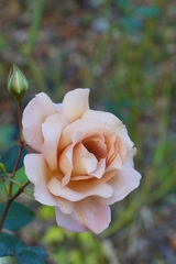 P1040852