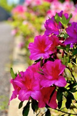 IMG_1173