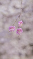 P1130106