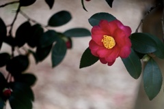 P1050437