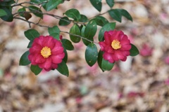 P1050433