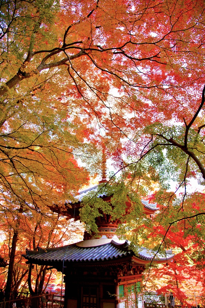 11月の思い出２