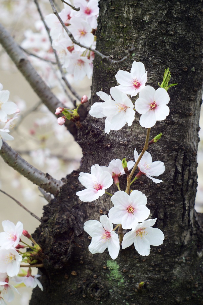 2022桜