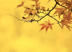 11月の思い出２