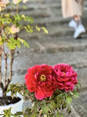 IMG_1394
