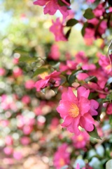 IMG_3437