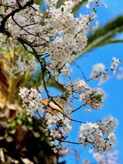 IMG_1067