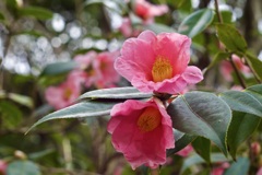 P1050617