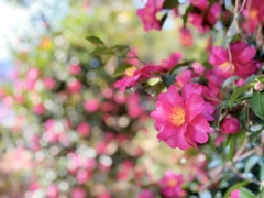 IMG_3439