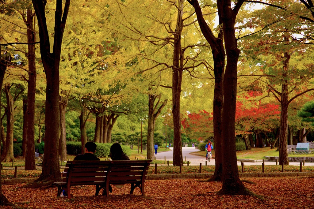 11月紅葉の思い出