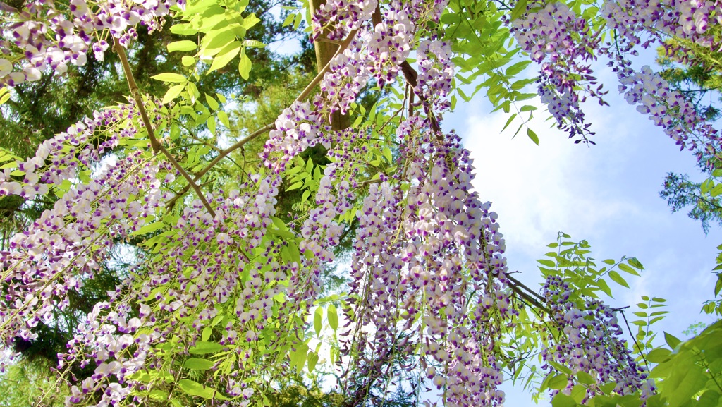 P1070887