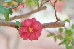 P1050424