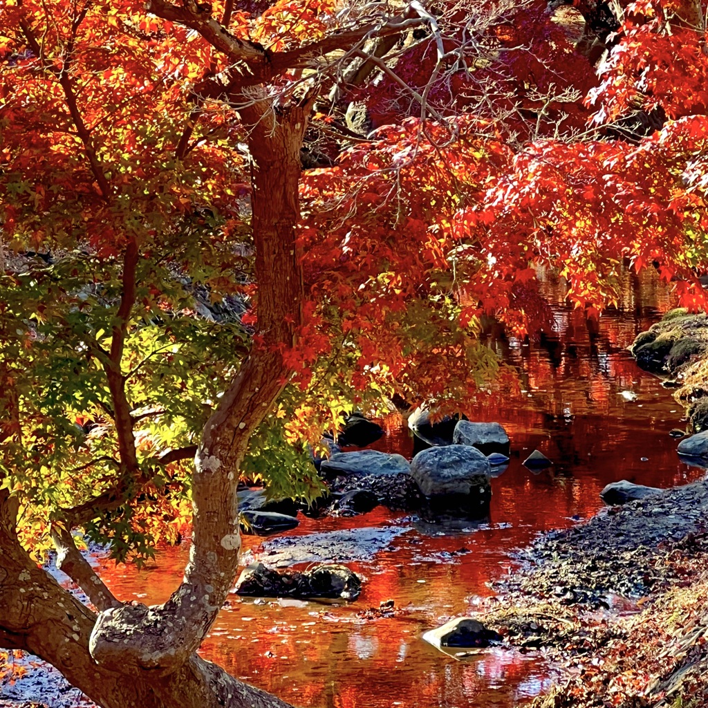 11月紅葉の思い出