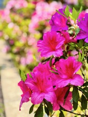 IMG_1174