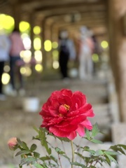 IMG_1437