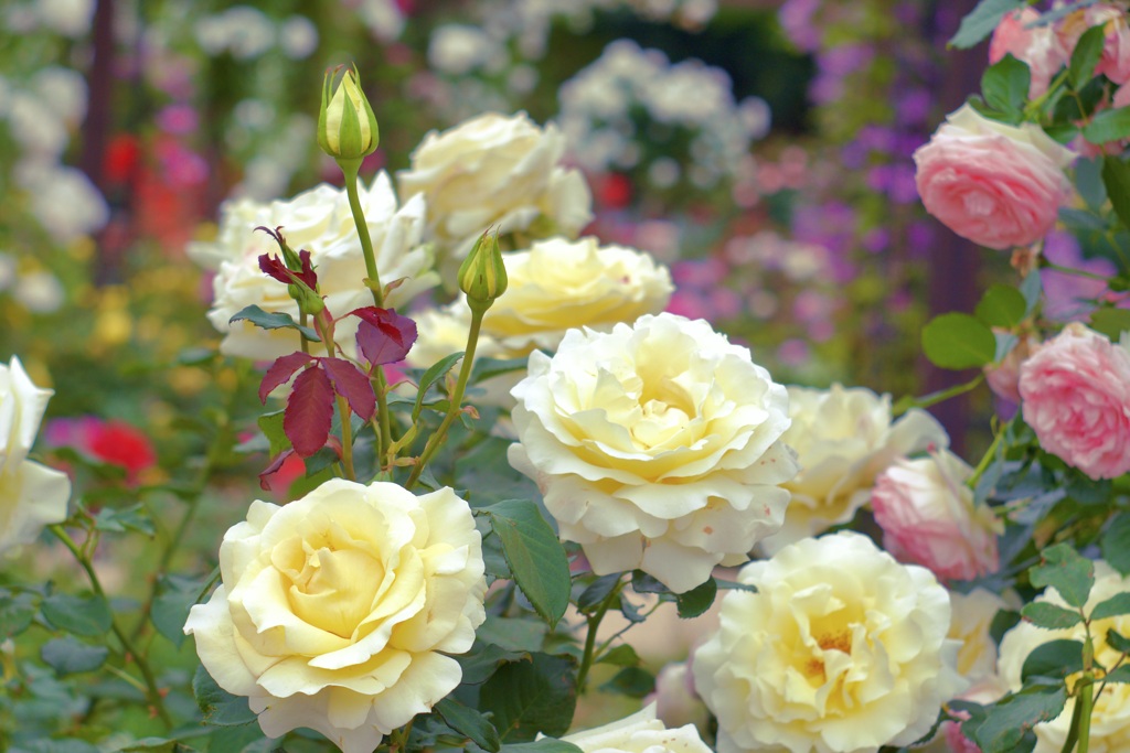 楽園の花