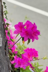 IMG_1275