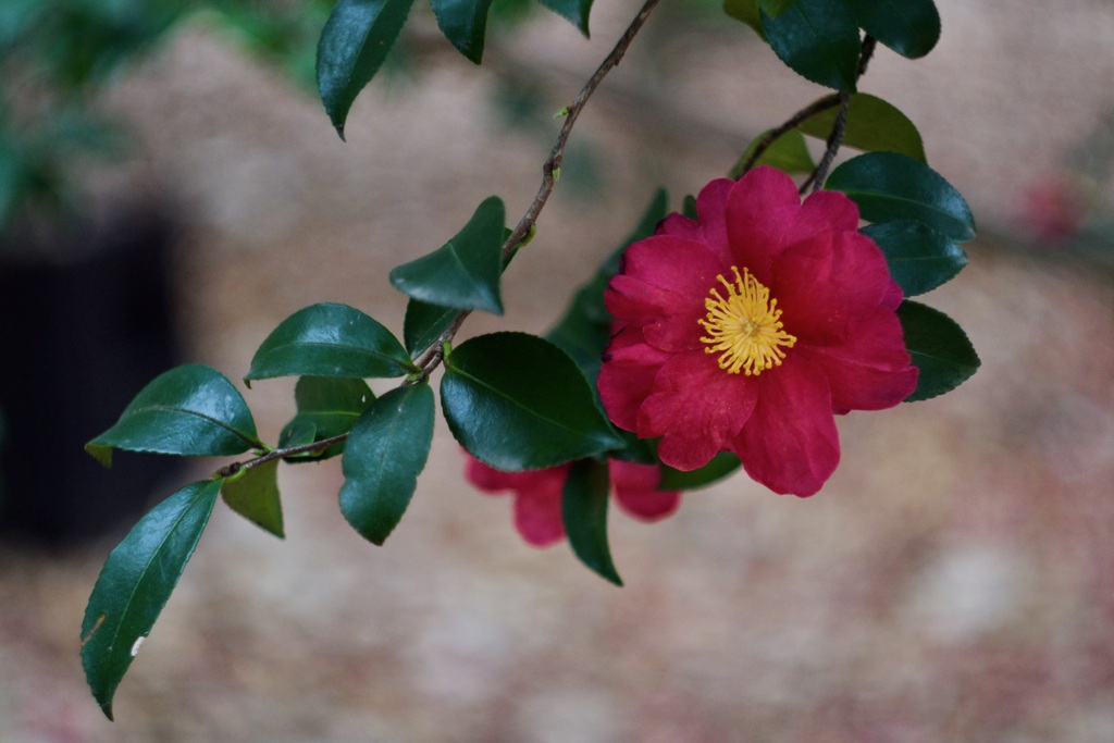 P1050431