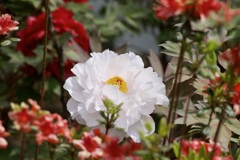 P1070316