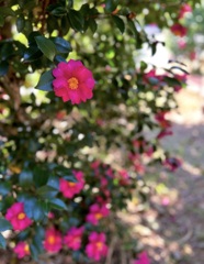 IMG_3456