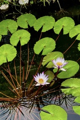 IMG_1926
