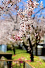IMG_1030