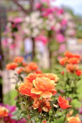 IMG_1759