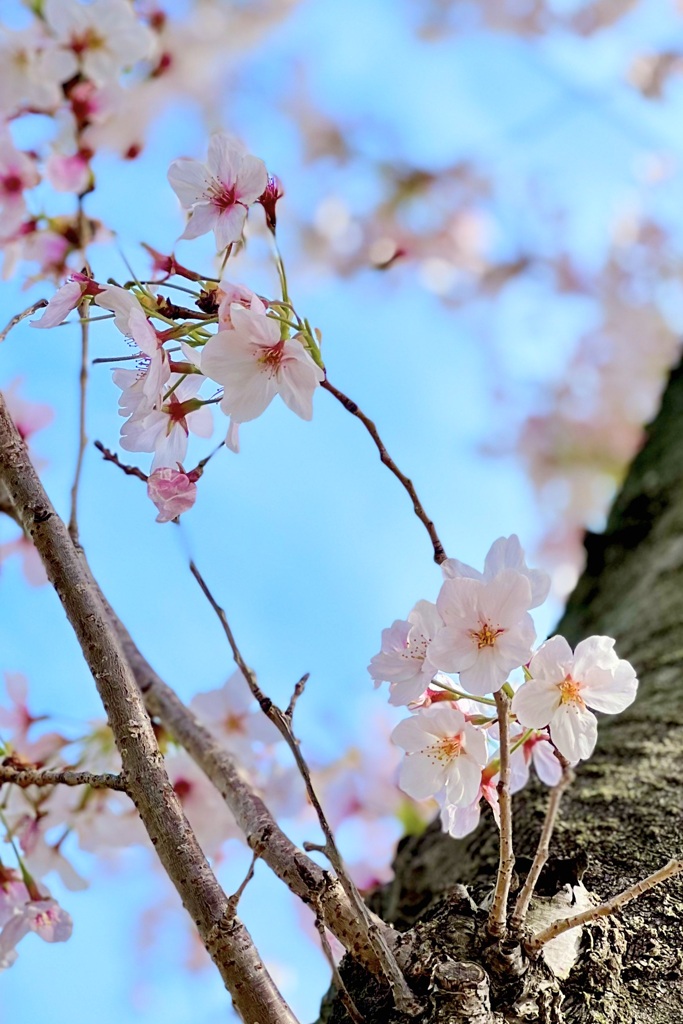 2022桜