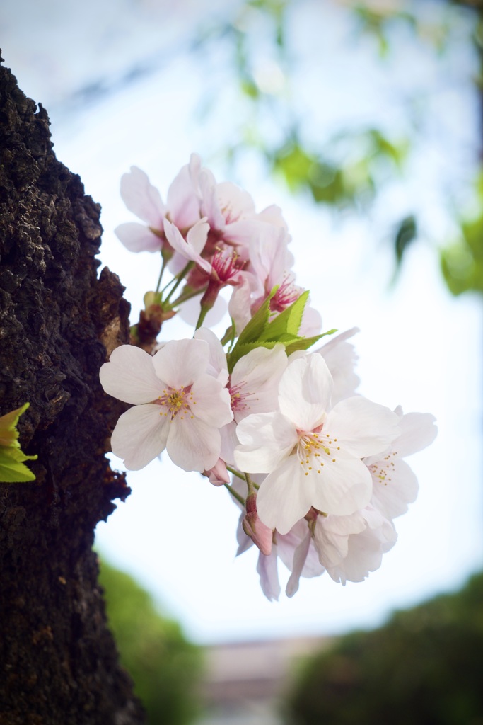 2022桜