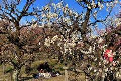 20230223大阪城公園梅林