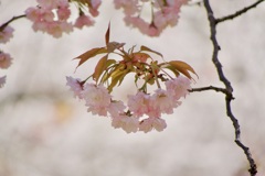 P1060278